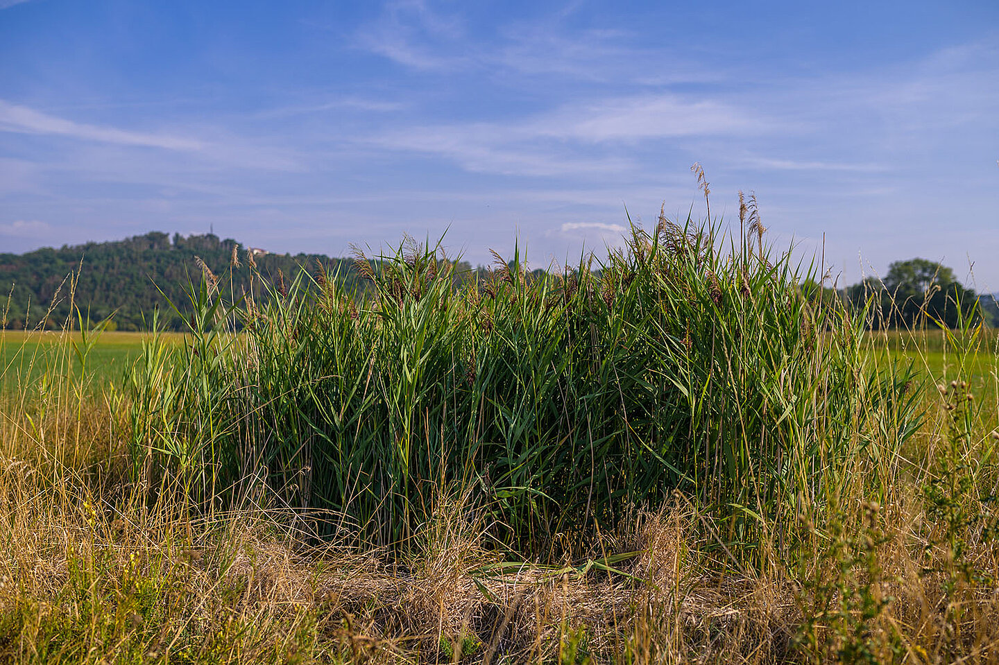 Landschaftspanorama