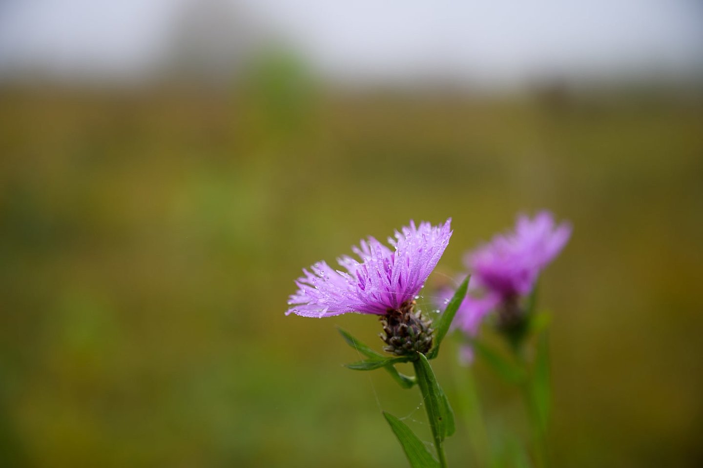 Kornblumenblüte