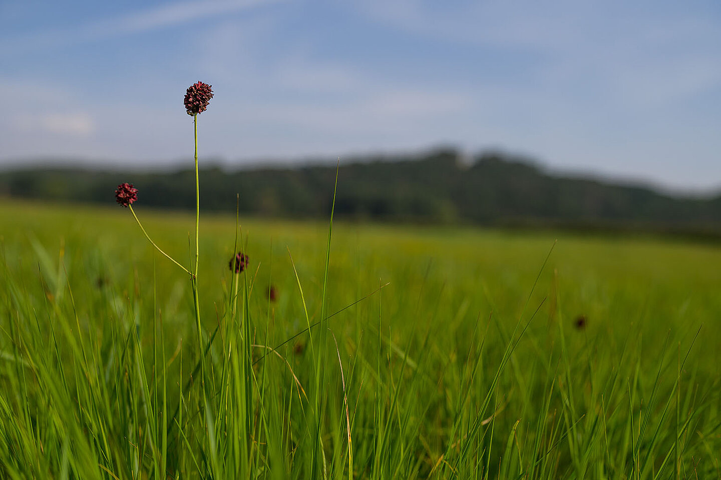 Wiese mit Blume im Fokus