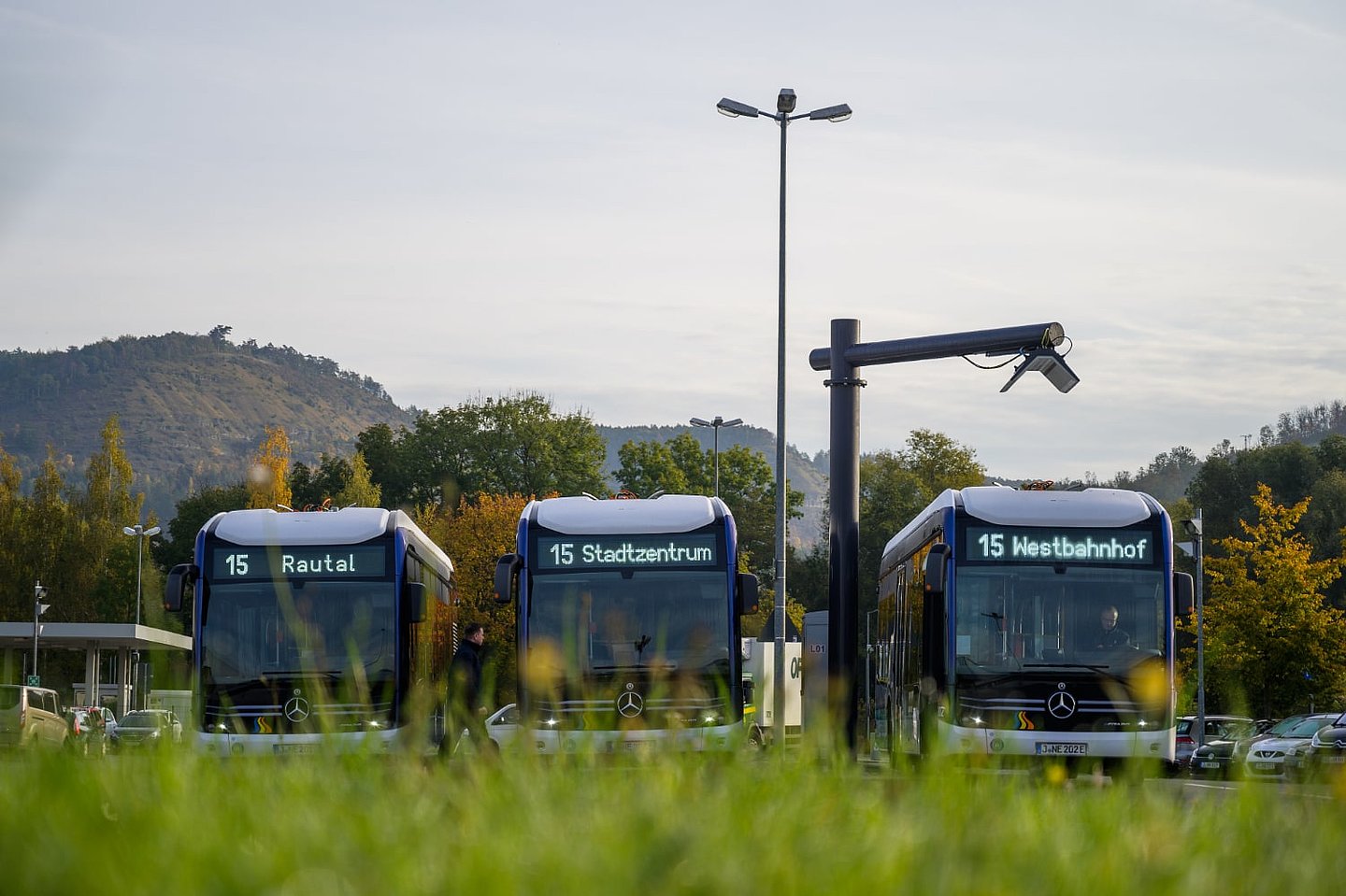Busse mit Wiese im Vordergrund