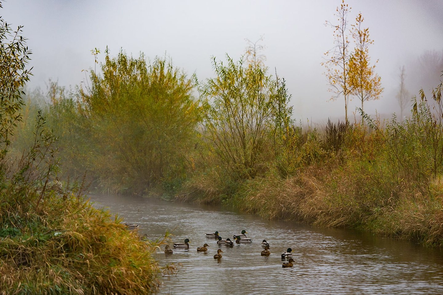 Enten im Fluss