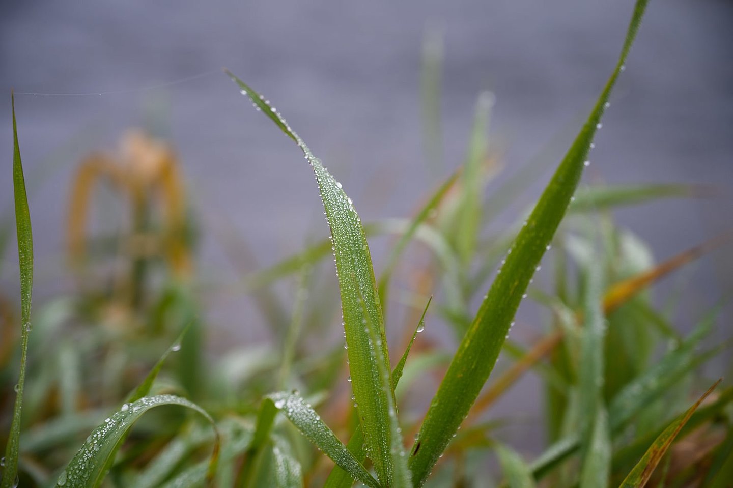 Grashalme mit Tautropfen closeup