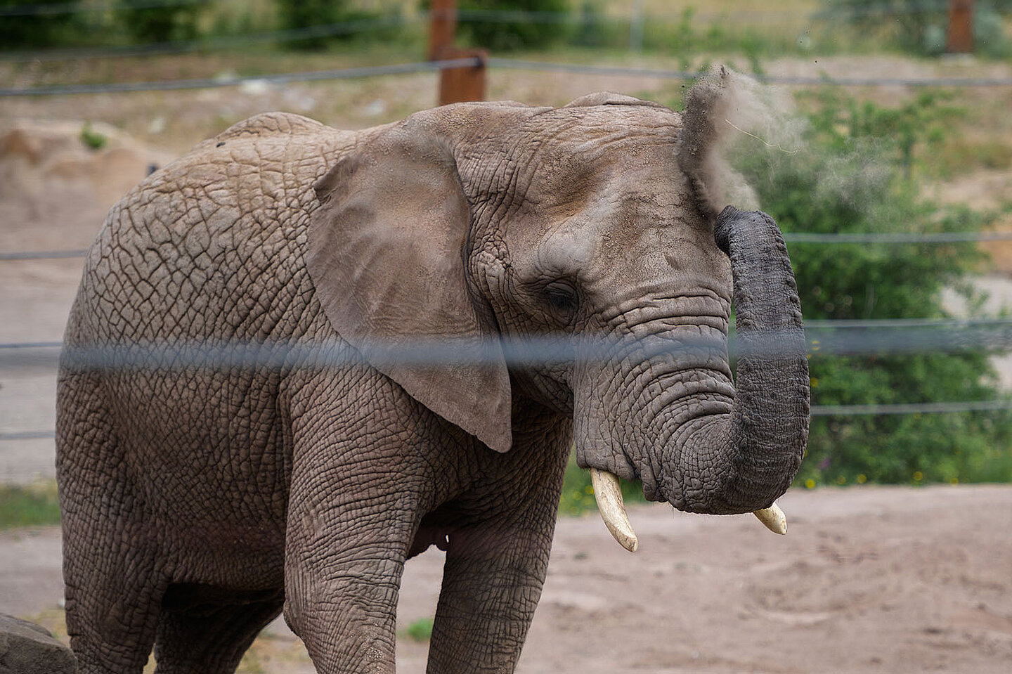 Ein Elefant vom Zoo in Erfurt.