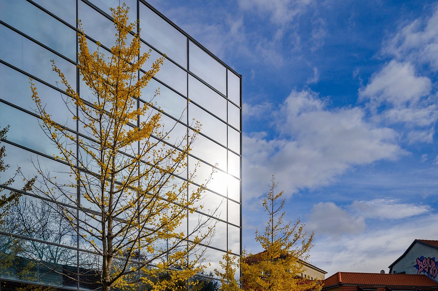 Gingko vor Glasfassade des CIB Weimar mit Himmel