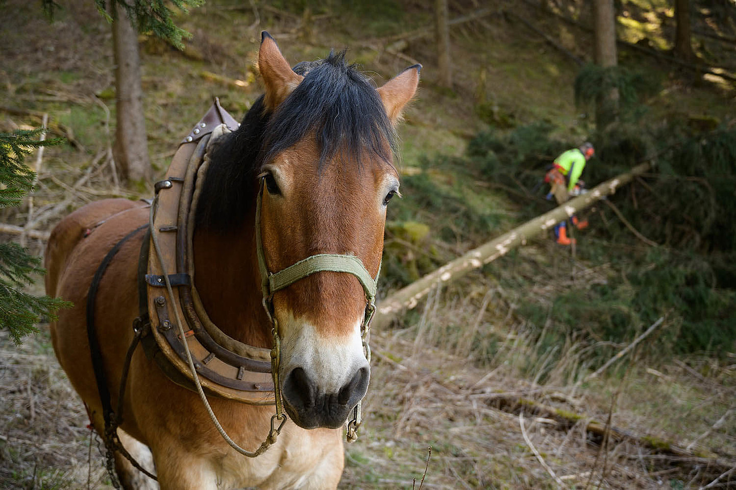 im Hindergrund eines im Wald stehenden Pferdes entastet ein Waldarbeiter einen Baum