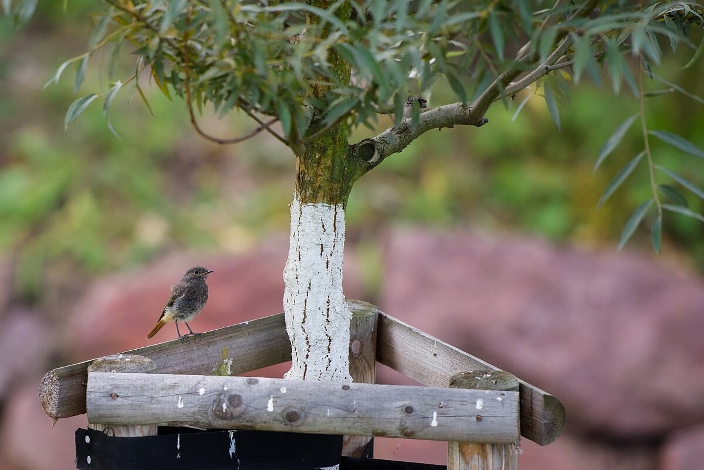 Mühlgraben Gispersleben mit einem Vogel auf einem Baum