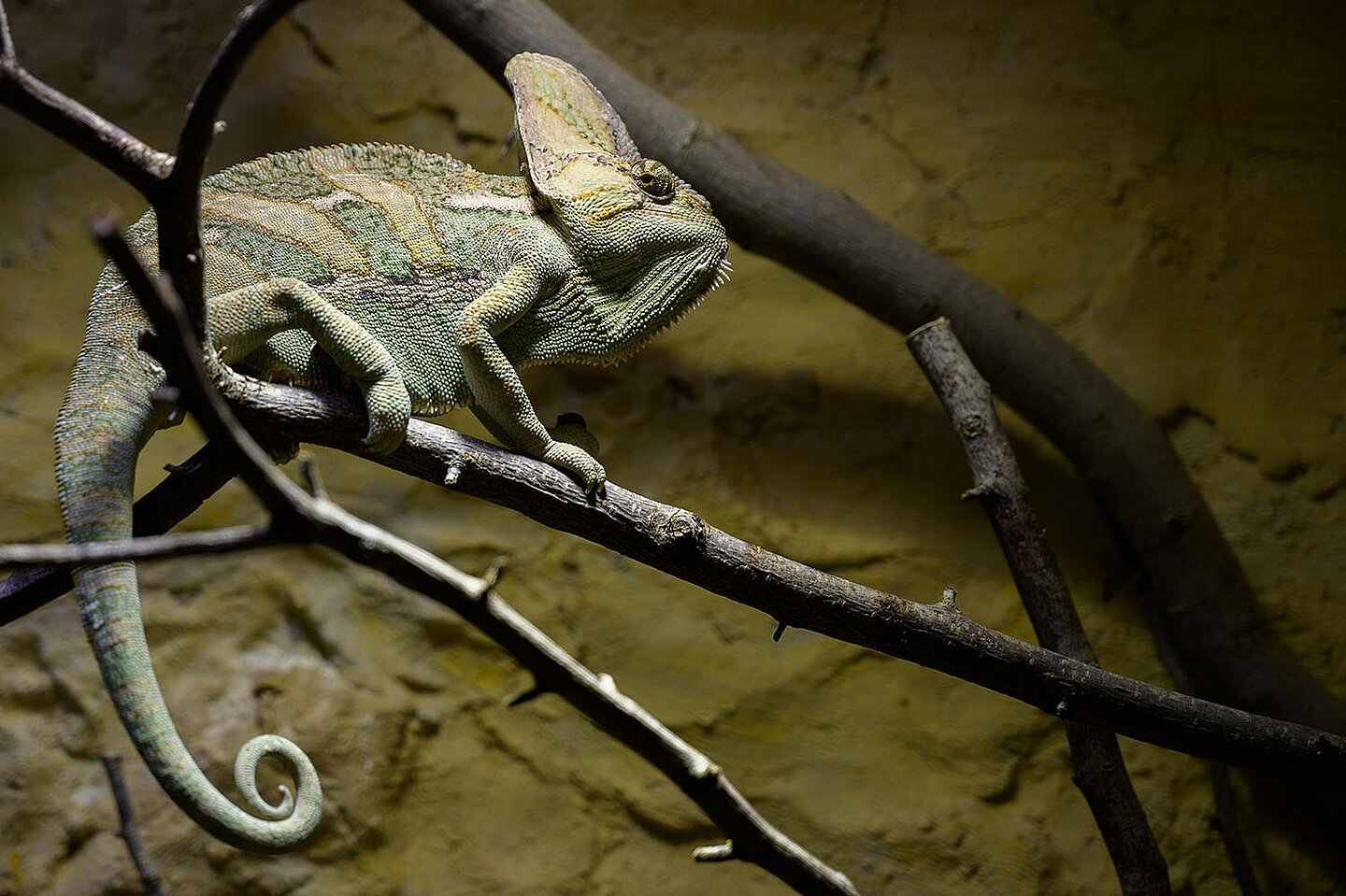 Ein Cameleon
