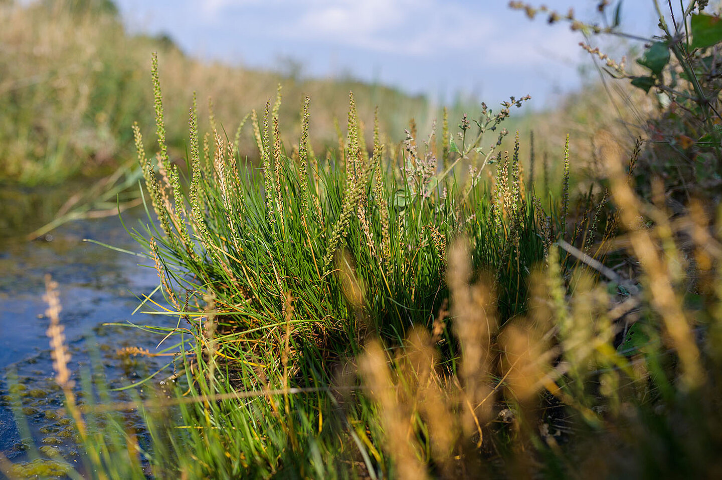 Nahaufnahme von einer Wiese.