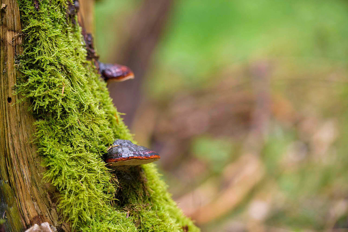 an einem bemoosten Baumstamm wachsen Pilze