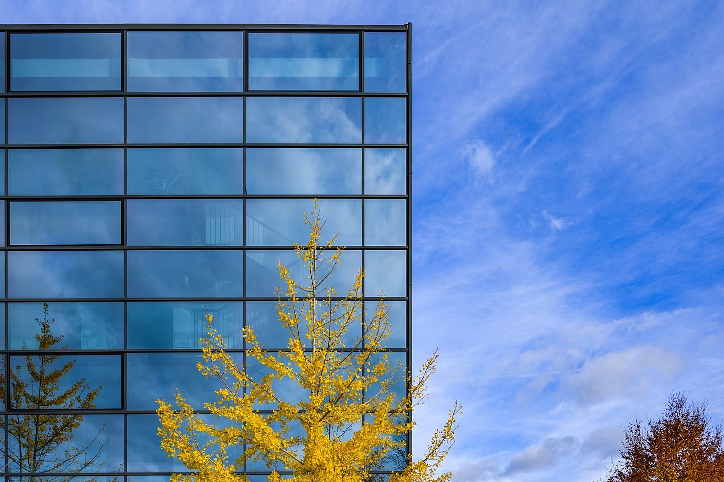 CIB Weimar mit Gingko frontal