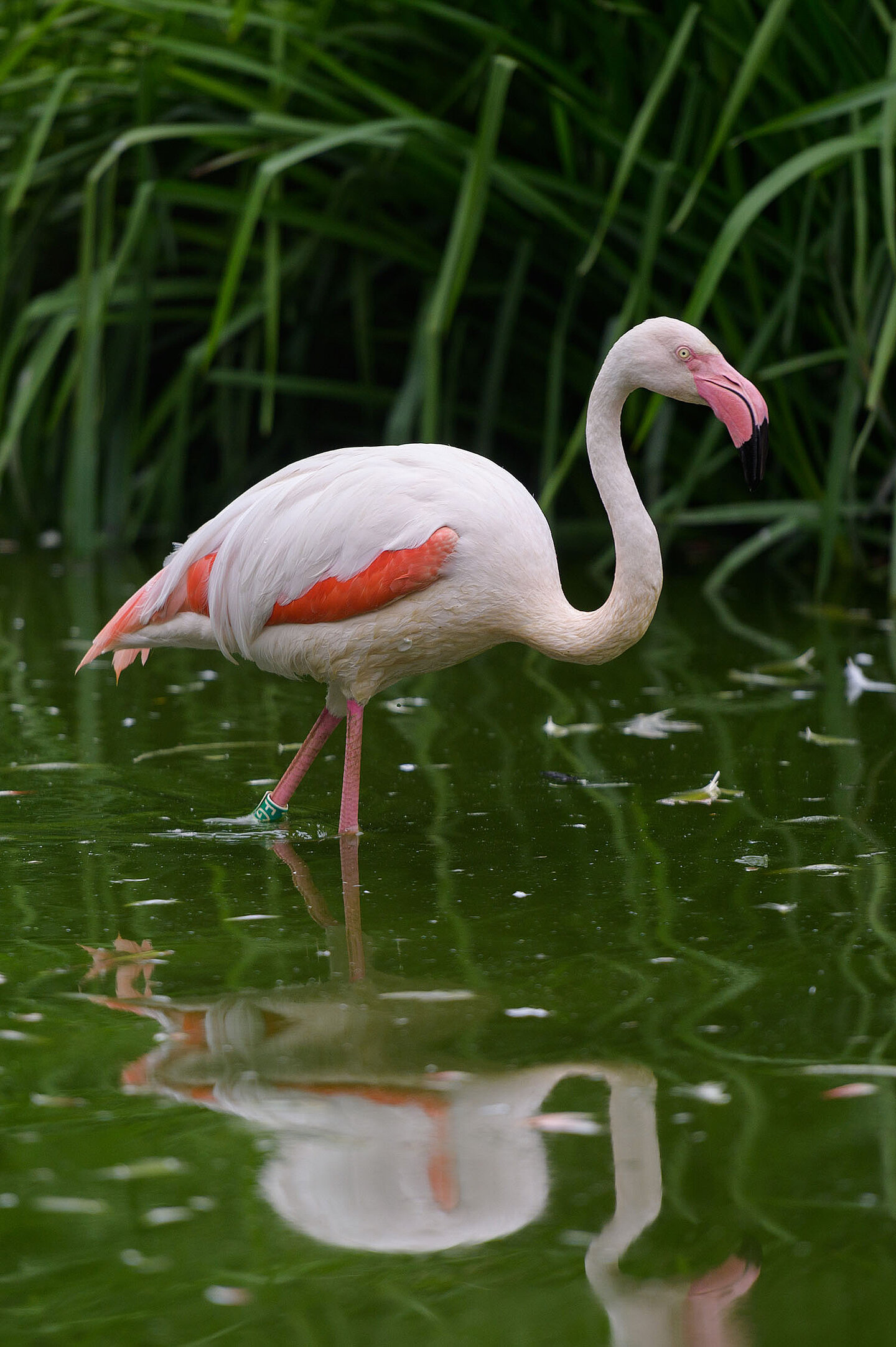 Ein Flamingo steht im Wasser.