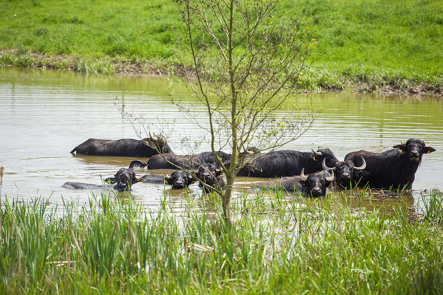 badende Wasserbüffel