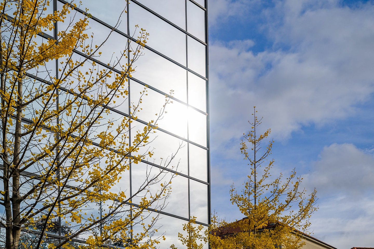 Gingkos vor Glasfassade des CIB Weimar mit Himmel nah