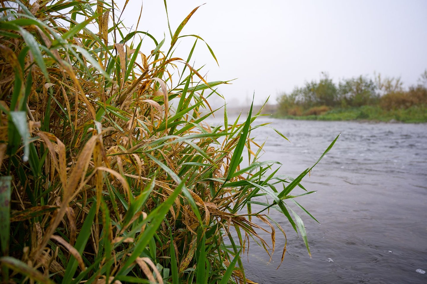 Schilfgras am Flussufer