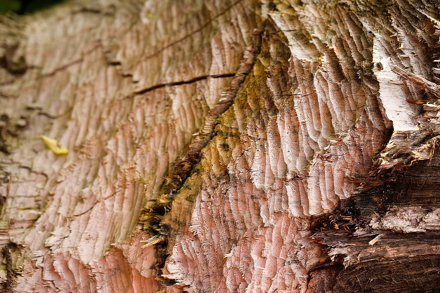 von Biebern angefressenes Holz