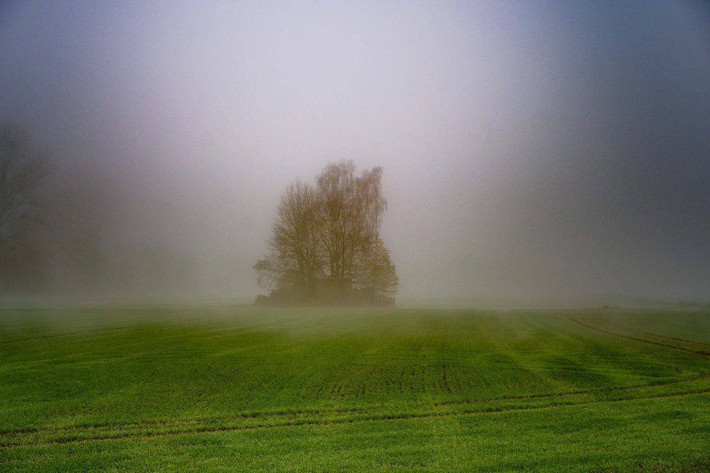 Umnebelte Baumgruppe im Feld