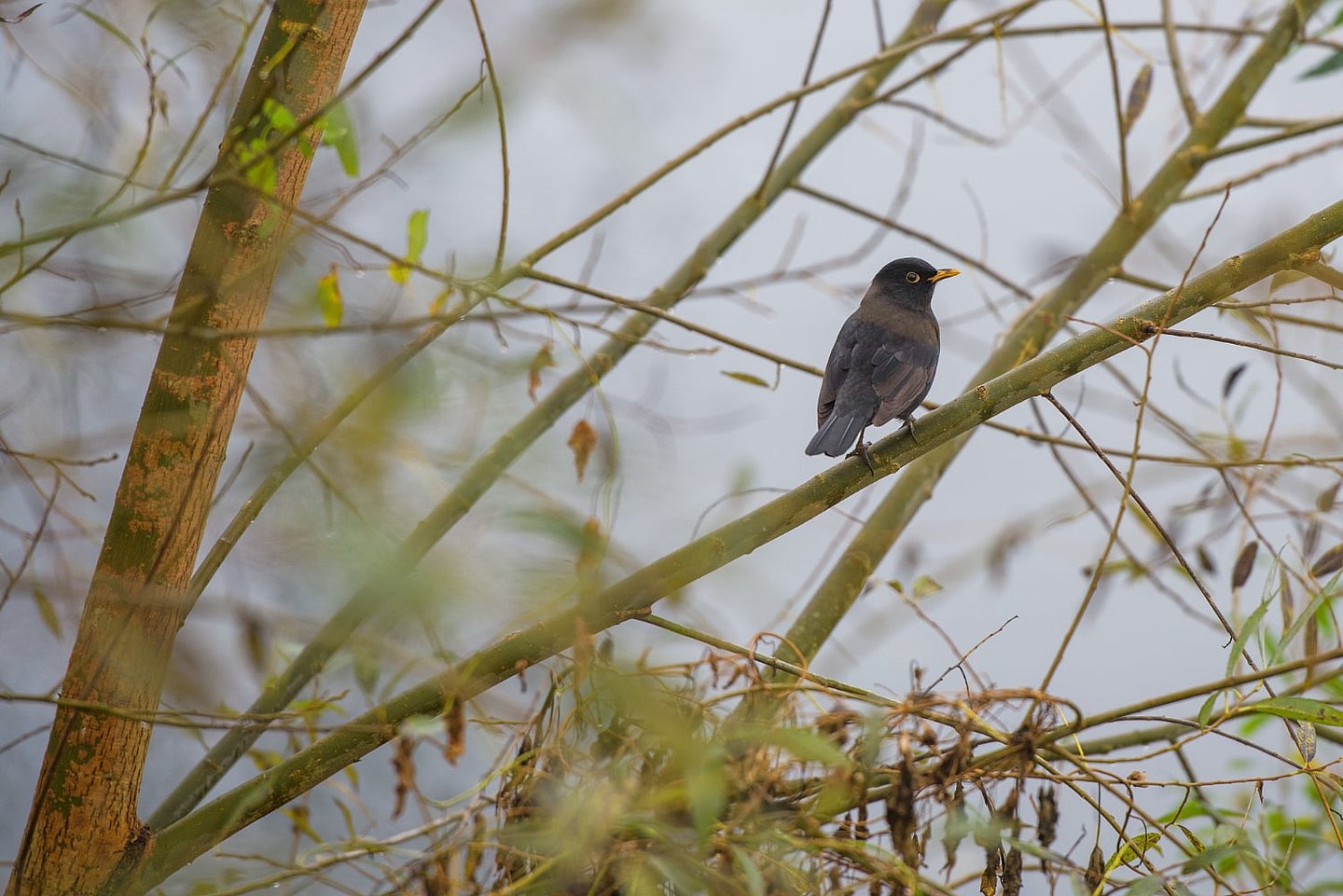 Amsel auf einem Zweig