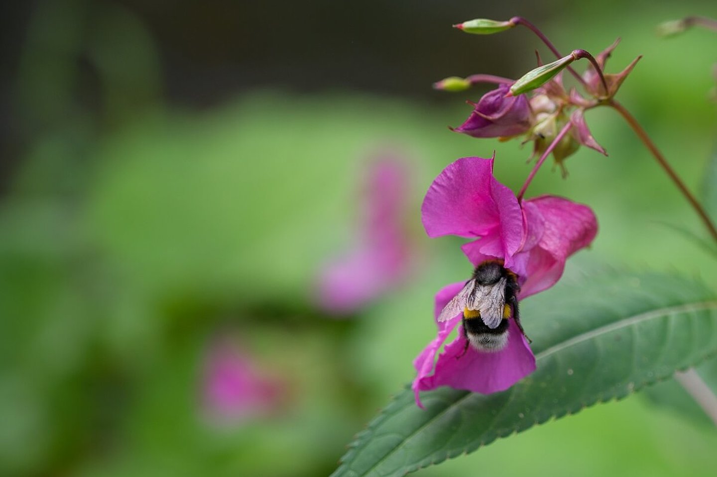 Mühlgraben Gispersleben mit einer Biene in einer Blume