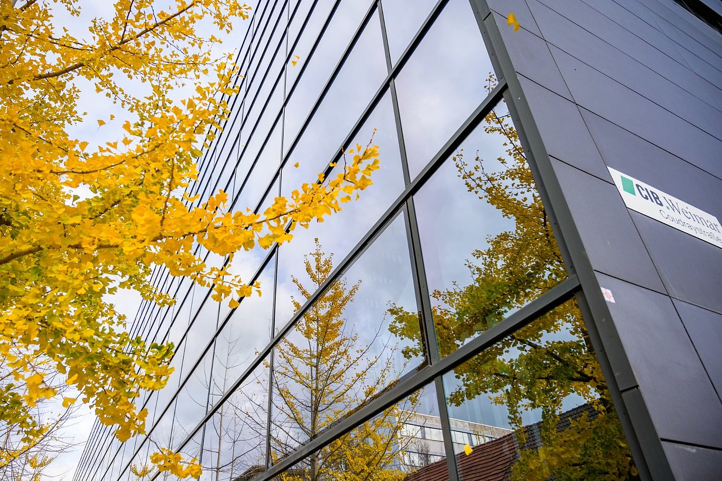Ecke Glasfassade mit Ginkgo nah