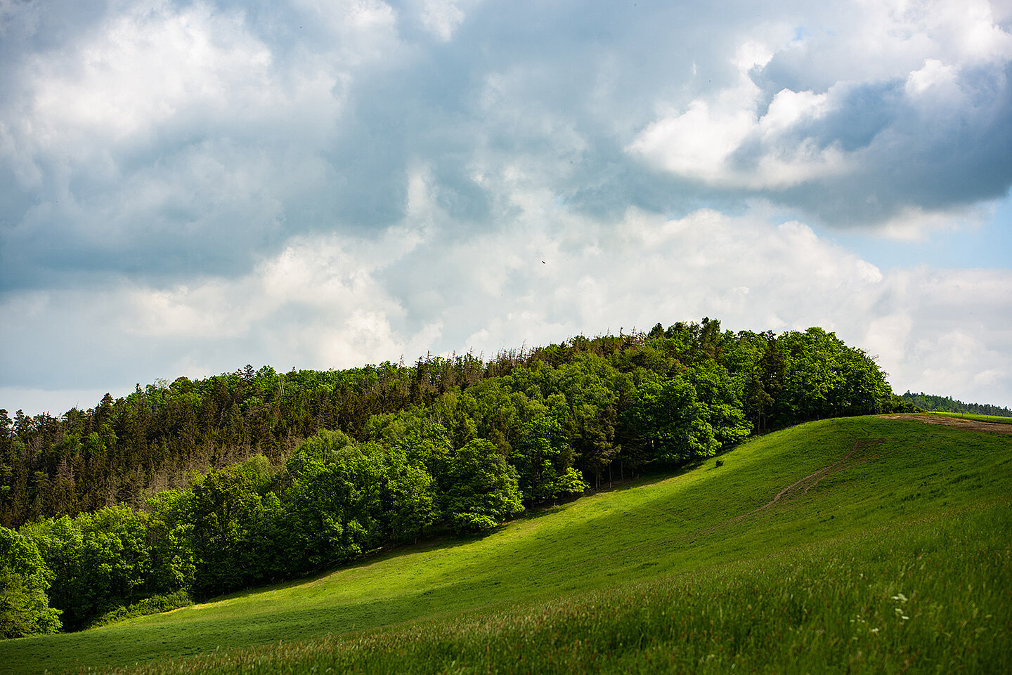 Panorama mit Wald